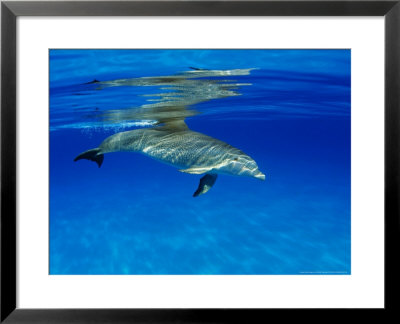 Atlantic Bottlenose Dolphin, Bahamas by David B. Fleetham Pricing Limited Edition Print image
