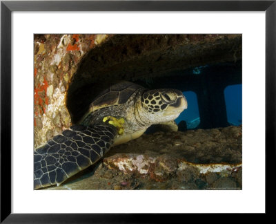 Green Sea Turtle, With Commersons Frogfish On Wreck, Malaysia by David B. Fleetham Pricing Limited Edition Print image