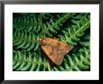 Barred Chestnut, Imago At Rest, Eakring, Uk by David Fox Pricing Limited Edition Print image