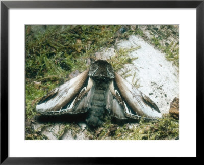 Lesser Swallow Prominent, Imago At Rest, Thoresby, Uk by David Fox Pricing Limited Edition Print image