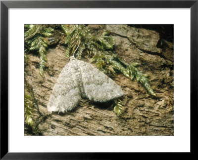 Mottled Grey, Imago, Buck Gates, Nottinghamshire, Uk by David Fox Pricing Limited Edition Print image