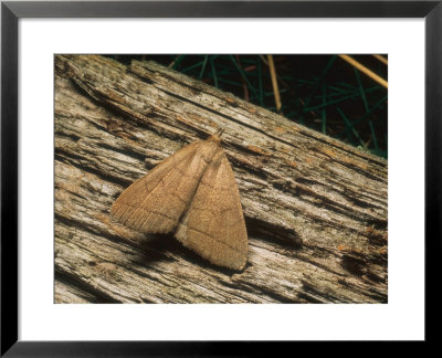 The Fan-Foot Moth, Imago At Rest, Eakring, Uk by David Fox Pricing Limited Edition Print image