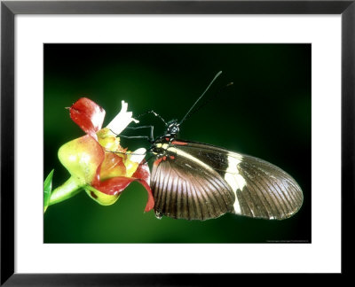 Heliconius Clysonimus, Cephaelis Elata, Costa Rica by Michael Fogden Pricing Limited Edition Print image