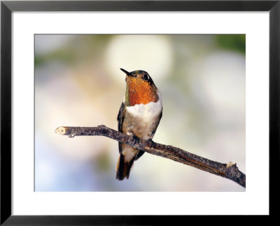 Scintillant Hummingbird, Male Perched At Forest Edge And Scrub Above 1, Costa Rica by Michael Fogden Pricing Limited Edition Print image