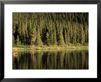 Moose, Stone Mountain Reserve, Canada by Patricio Robles Gil Pricing Limited Edition Print image