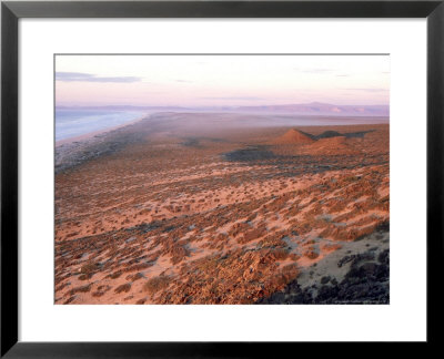 Coastal Vegetation, Baja California, Mexico by Patricio Robles Gil Pricing Limited Edition Print image
