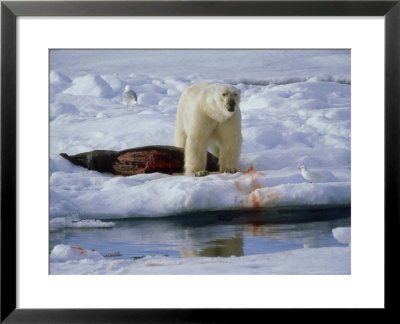Polar Bear, With Prey, Arctic by Patricio Robles Gil Pricing Limited Edition Print image