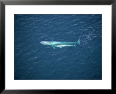 Blue Whale, Aerial, Mexico by Patricio Robles Gil Pricing Limited Edition Print image