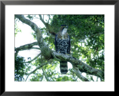 Ornate Hawk-Eagle On Branch, Mexico And S. America by Patricio Robles Gil Pricing Limited Edition Print image