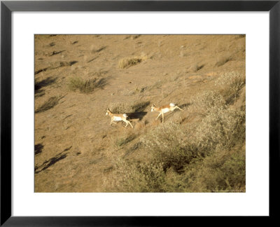 Sonoran Pronghorn, Mexico by Patricio Robles Gil Pricing Limited Edition Print image