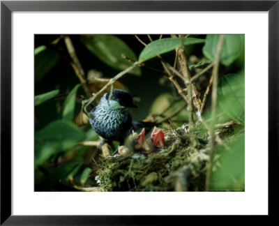 Black-Capped Tanager, With Chicks, Colombia by Patricio Robles Gil Pricing Limited Edition Print image
