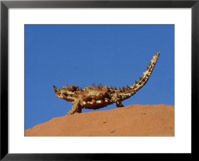 Thorny Devil, Standing, Australia by Patricio Robles Gil Pricing Limited Edition Print image