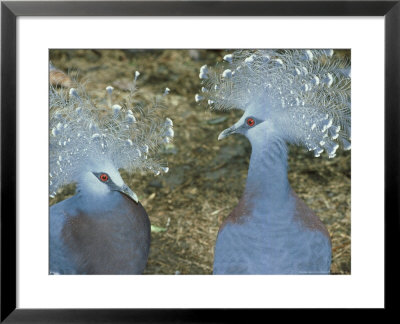 Victoria Crowned Pigeon, Pair, Papua New Guinea by Patricio Robles Gil Pricing Limited Edition Print image