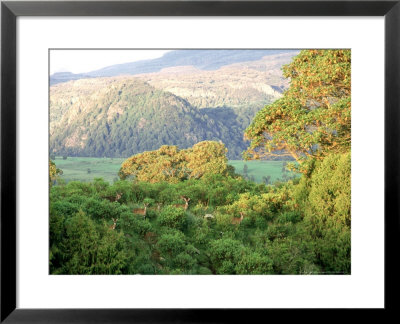 Mountain Nyala In Habitat, Ethiopia by Patricio Robles Gil Pricing Limited Edition Print image