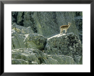 Spanish Ibex, Standing, Spain by Patricio Robles Gil Pricing Limited Edition Print image