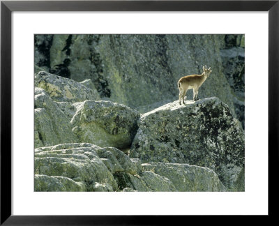 Spanish Ibex, Standing, Spain by Patricio Robles Gil Pricing Limited Edition Print image