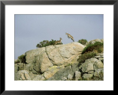 Spanish Ibex, Males Fighting, Spain by Patricio Robles Gil Pricing Limited Edition Print image