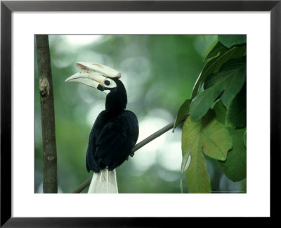 Palawan Hornbill, Endemic, Philippines by Patricio Robles Gil Pricing Limited Edition Print image