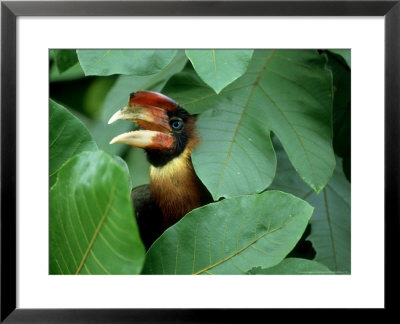 Rufous Hornbill, Endemic, Philippines by Patricio Robles Gil Pricing Limited Edition Print image
