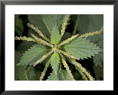 Urtica Membranacea In Flower, Greece by Bob Gibbons Pricing Limited Edition Print image