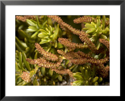 Phyllocladus Aspleniifolius Var, With Male Catkins, New Zealand by Bob Gibbons Pricing Limited Edition Print image