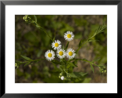 A North American Michaelmas Daisy, Naturalised In Europe by Bob Gibbons Pricing Limited Edition Print image