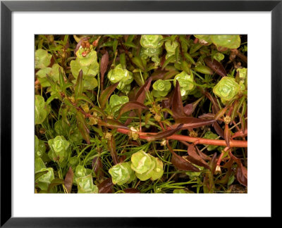 Hampshire Purslane, Rare Wetland Plant In Uk, Growing In The New Forest by Bob Gibbons Pricing Limited Edition Print image
