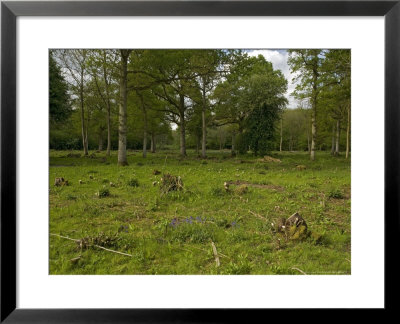 Wolves Wood, Ancient Mixed Broadleaved Woodland, Recently-Coppiced Area by Bob Gibbons Pricing Limited Edition Print image