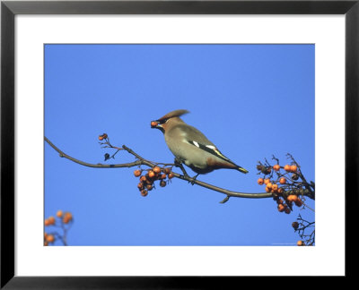 Waxwing, Bombycilla Garrulus Feeding On Berry S. Yorks by Mark Hamblin Pricing Limited Edition Print image