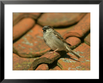House Sparrow, Passer Domesticus Male Perched On Tiled Roof by Mark Hamblin Pricing Limited Edition Print image