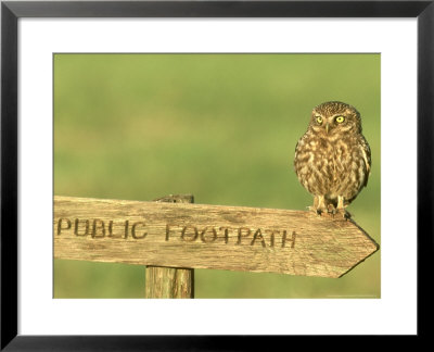 Little Owl, Athene Noctua Perched On Public Footpath Sign, Uk by Mark Hamblin Pricing Limited Edition Print image