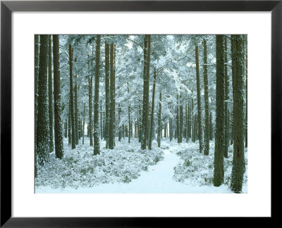 Scots Pines, Pinus Sylvestris Woodland In Winter Strathspey, Scotland by Mark Hamblin Pricing Limited Edition Print image