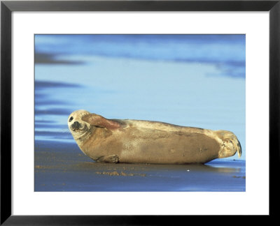 Grey Seal, Halichoerus Grypus Pup Covering Eye, Scratching, Uk by Mark Hamblin Pricing Limited Edition Print image