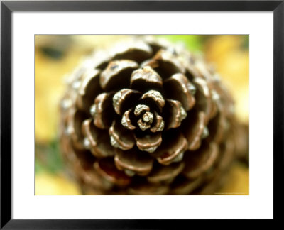 Pine Cone, Close-Up Detail France by Mark Hamblin Pricing Limited Edition Print image