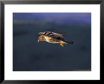 Buzzard In Flight Against Hillside, Wales by Mark Hamblin Pricing Limited Edition Print image