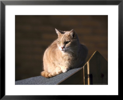 Domestic Cat Sat In Sun On Shed Roof, Uk by Mark Hamblin Pricing Limited Edition Print image