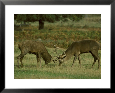 Red Deer by Mark Hamblin Pricing Limited Edition Print image