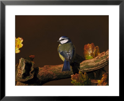 Blue Tit by Mark Hamblin Pricing Limited Edition Print image