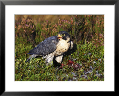 Peregrine by Mark Hamblin Pricing Limited Edition Print image