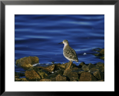 Ruff by Mark Hamblin Pricing Limited Edition Print image