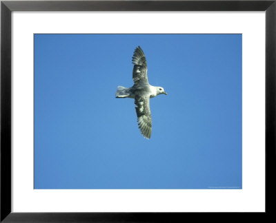 Fulmar In Flight Against Blue Sky, Uk by Mark Hamblin Pricing Limited Edition Print image