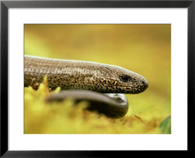 Slow Worm, Adult Female, Scotland by Mark Hamblin Pricing Limited Edition Print image