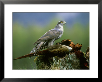 Goshawk, Feeding On Pheasant, Scotland by Mark Hamblin Pricing Limited Edition Print image