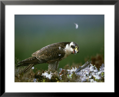 Peregrine Falcon, Adult Plucking Prey, Scotland by Mark Hamblin Pricing Limited Edition Print image