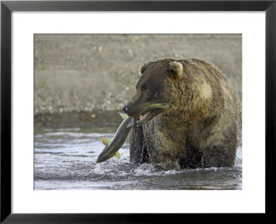 Grizzly Bear, Adult Male With Salmon, Alaska by Mark Hamblin Pricing Limited Edition Print image