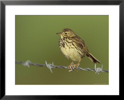 Meadow Pipit, Adult Perched On Barbed Wire Fence, Scotland, Uk by Mark Hamblin Pricing Limited Edition Print image