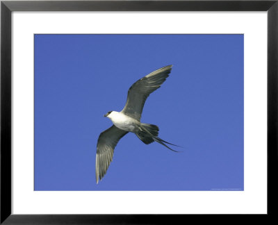 Long-Tailed Skua, Adult In Flight, Sweden by Mark Hamblin Pricing Limited Edition Print image