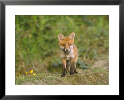 Red Fox, Cub, Uk by Mark Hamblin Pricing Limited Edition Print image