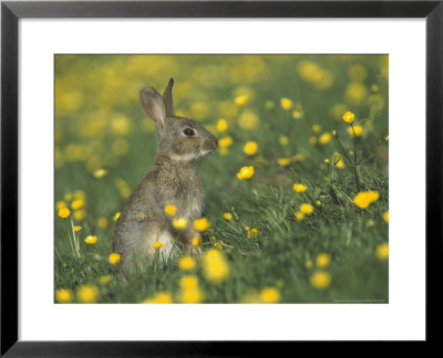 Rabbit In Field Of Buttercups, Uk by Mark Hamblin Pricing Limited Edition Print image