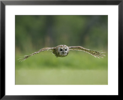 Tawny Owl, Adult In Flight, Scotland by Mark Hamblin Pricing Limited Edition Print image